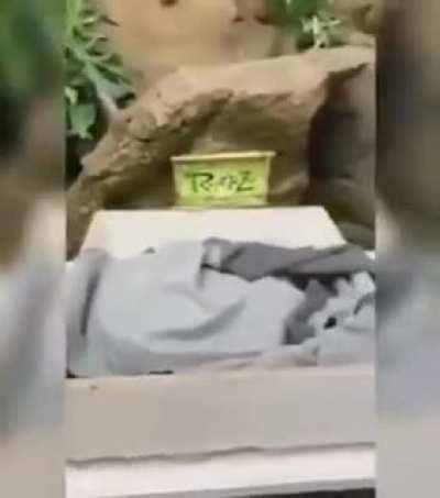 Got damn that thing is huge!