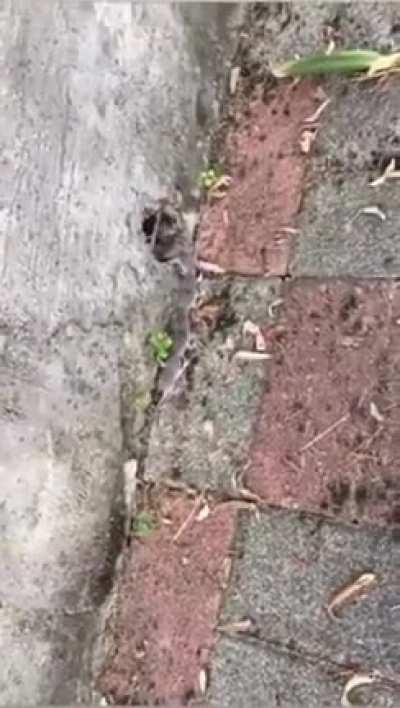 🔥 If a Shrew's nest is disturbed, it will leave the nest and take its babies. With mom in the lead, the family forms a line. One baby will grab onto mom's tail & so on. Shrews have poor eyesight with babies virtually blind.