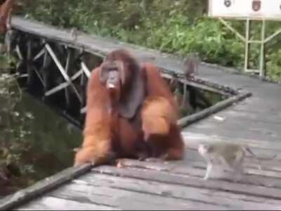 WCGR pulling food out of an animal's mouth that's ten times your size?