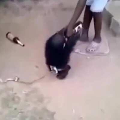 MUCA FICA PUTO AO RETIRAREM SUA CERVEJINHA