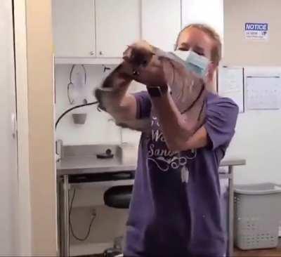 Woman helps 33-year-old fruit bat with arthritis go on morning flights to keep him active