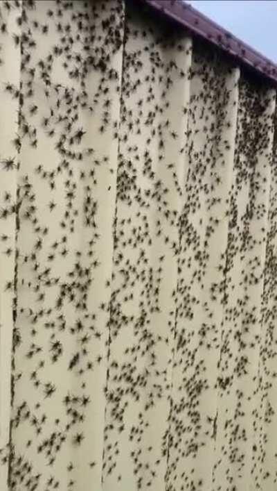 Deep Nest na vida real monkaW