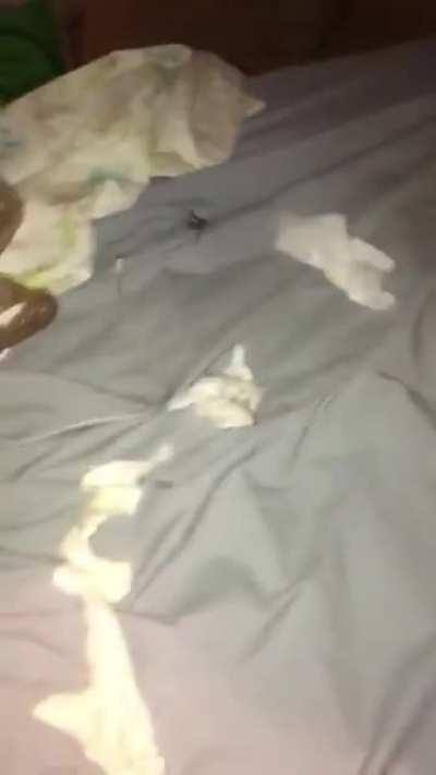 HMC while I stop a spider