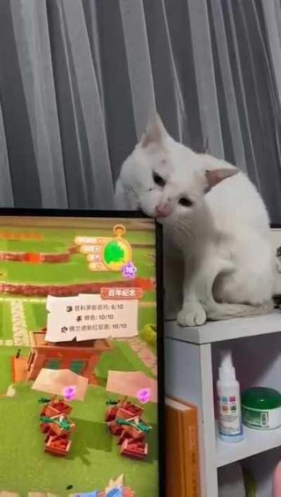 Everybody told you cats are the devil. Cat damaged the TV with a single bite.