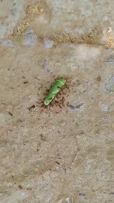 Green caterpillar trying to escape an ant raid 🐜