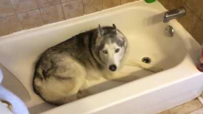 exTrEme alT-riGhT wiNg oWneR sTanDs bY aS BipOlaR dOg pLeaDs fOr dEaTh bY drOwnIng