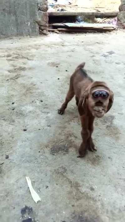 They need to put it down.