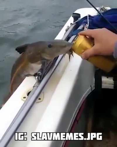 ⚠️ NORMAL FISH! 😂😂😂