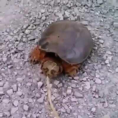 That is what you get for bothering an animal