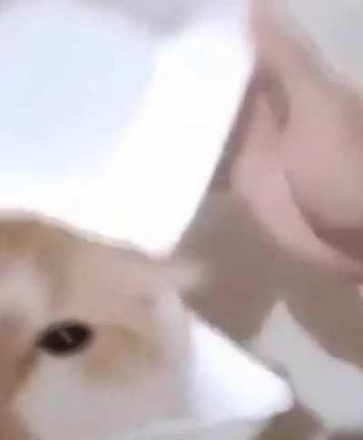 cat gets brutally devoured by psycho owner