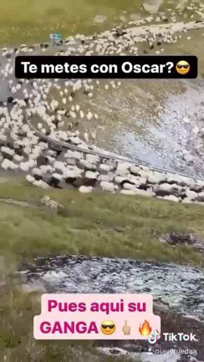 Oscar acompañado?💉💊😎🤙