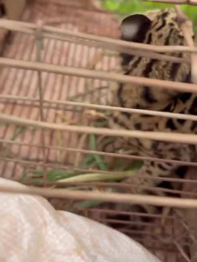 Apareció un cachorrito de Margay en una casa de Misiones, fue rescatado y devuelto a su hogar