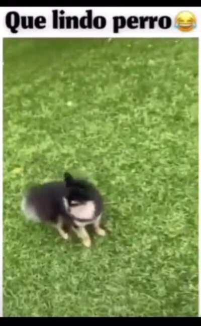 Que lindo perro🤣