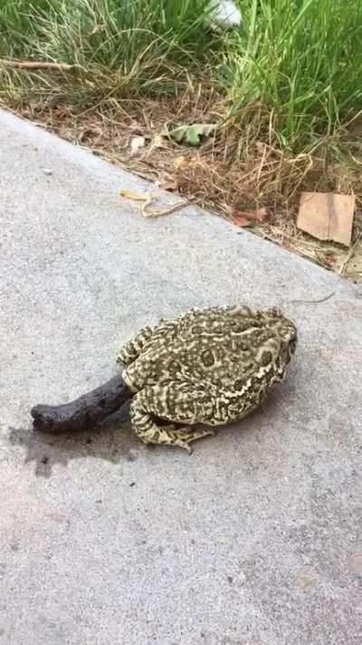How can a toad even survive taking a dump this big???