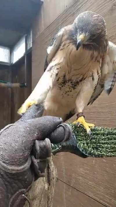I taught a Red-tailed Hawk how to shake