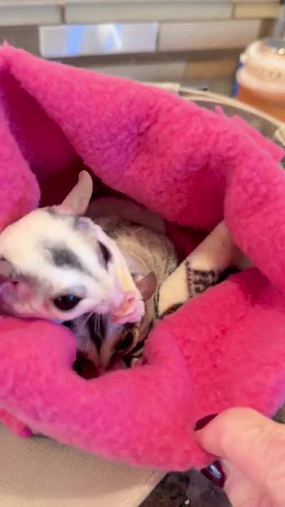 Stella & Margo Update…