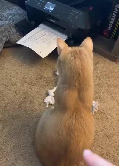 A horror story for a cat