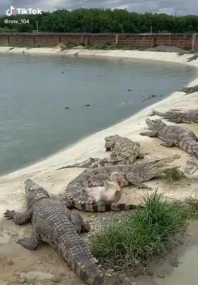 That duck definitely shitted on himself a bit