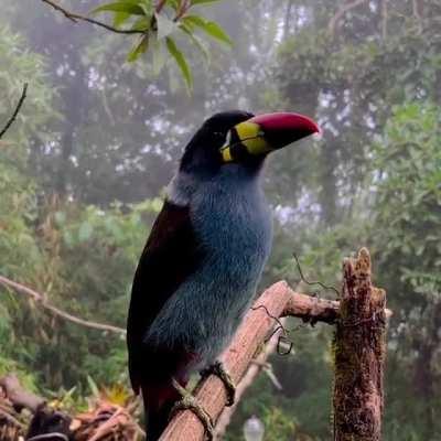 🔥A Grey-breasted Mountain Toucan enjoying some grapes in the Colombian Andes