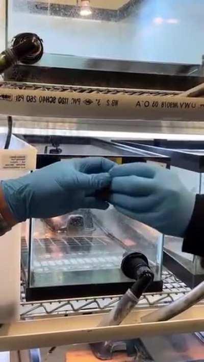 Когда день святого Валентина выпал на среду