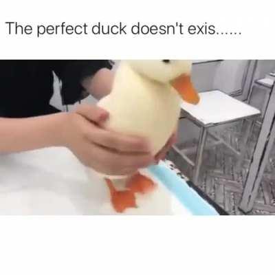 The most perfect duck