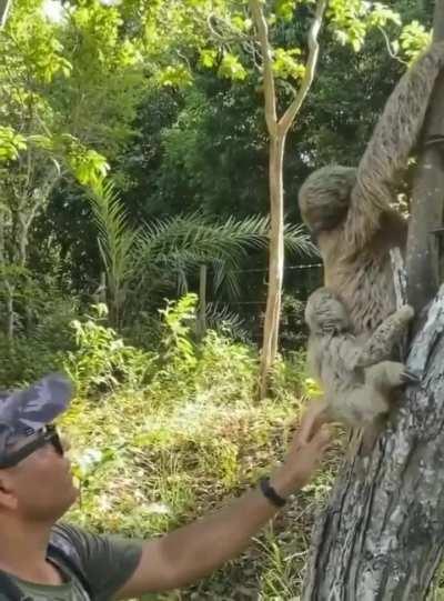 Sloth Thank You For Saving My Baby