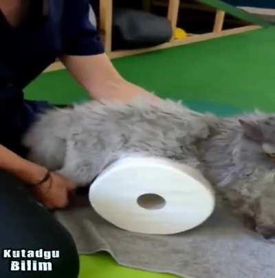 She managed to walk a paralyzed cat!