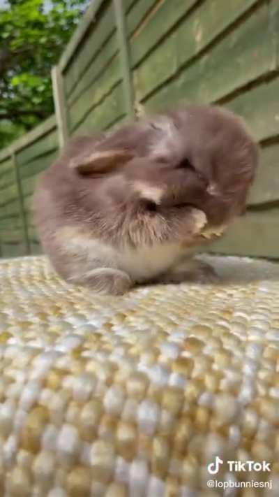 The cutest chocolate bunny 🤎🐰