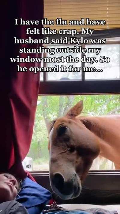 Animals are the best medicine