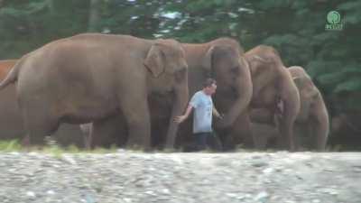 Majestic Moment, Elephants Have Happy Freakout Seeing Their Beloved Caretaker After Year-long Absence