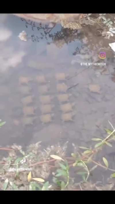 Черепахи че то знают?