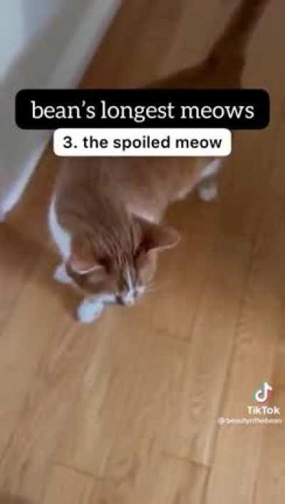 bean’s longest meows