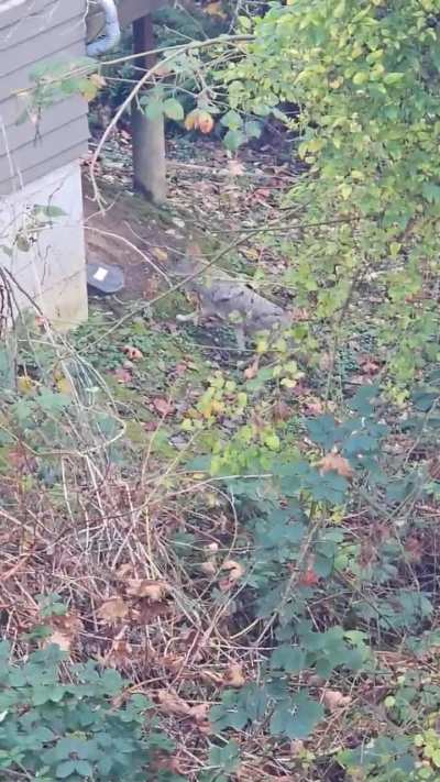 Riparian backyard coyote