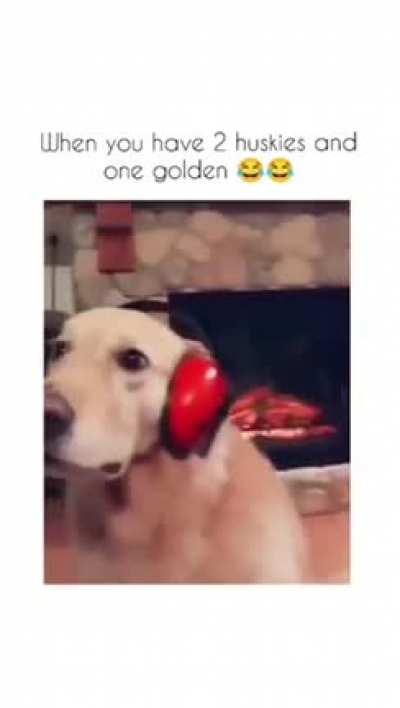 The ending had me dying 🦮😂🤣