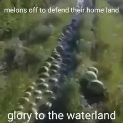Melons attack