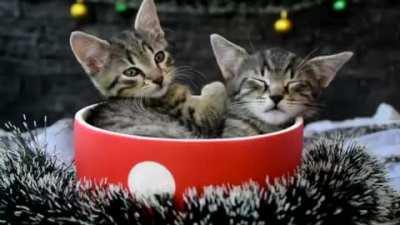 The strongest weapon against the hedgies is relaxation, patience and peace (by DFV).