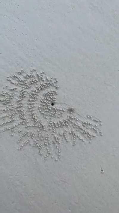 🔥 Sand bubbler crabs feed by filtering sand through their mouthparts, leaving behind balls of sand that are disintegrated by the incoming high tide 🔥