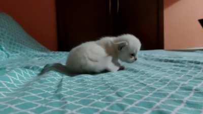 Criminal smol has been surrounded.