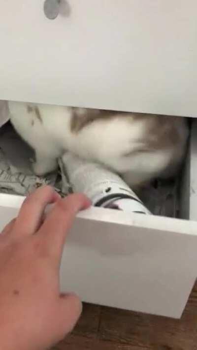 I found my rabbit in the draw that my degree certificate lives in