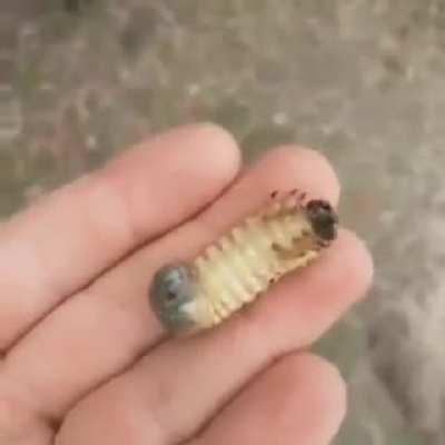 DALE GUATINGUE, APENAS...