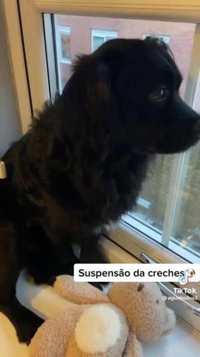 Cachorrinho Jack é suspenso da creche e vídeo “levando bronca” viraliza.