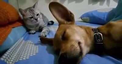 Cat dies inside after watching the dog fart