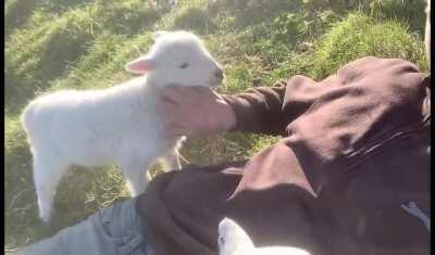 Lamb Doesnt Want Petting to Stop.