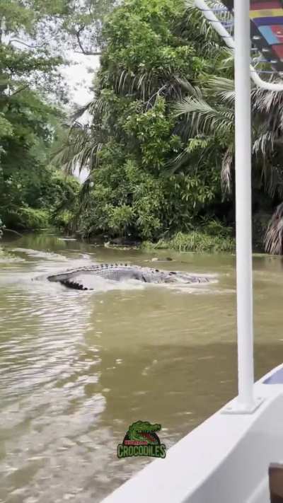 Big crocodile from Nilwala River in Sri Lanka