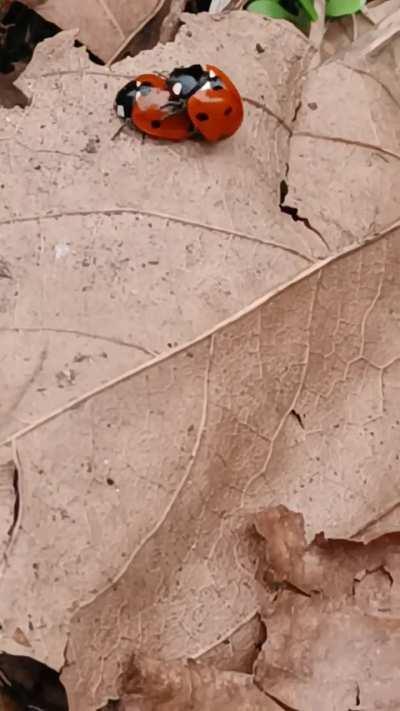 Leaked footage from silksong