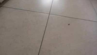 Yellowjacket got in my apartment. Broke its wing with a towel. Get fucked.