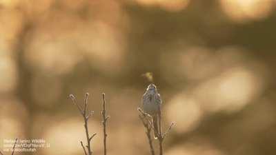 🔥 Bird song that you can see
