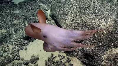Dumbo octopus lifting off and landing