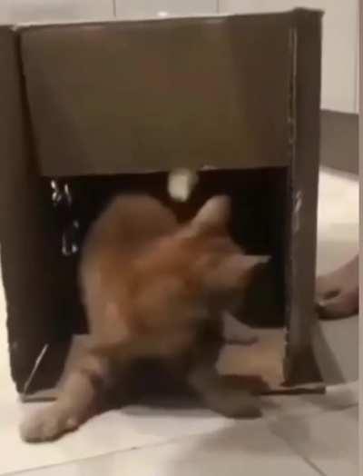 Knock, knock, motherfucker