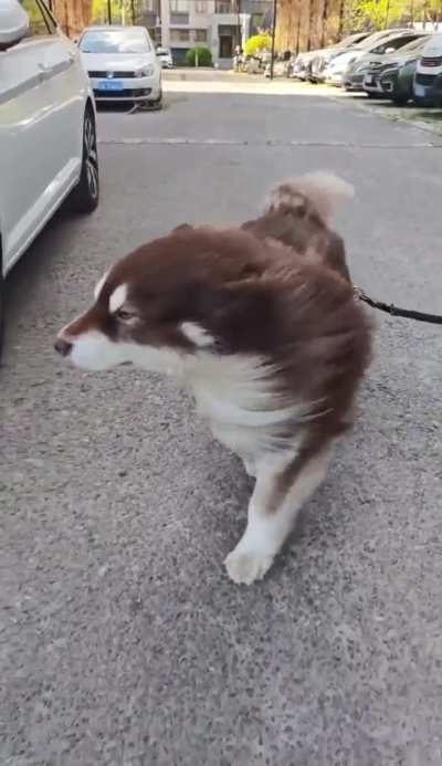 Windy Pup